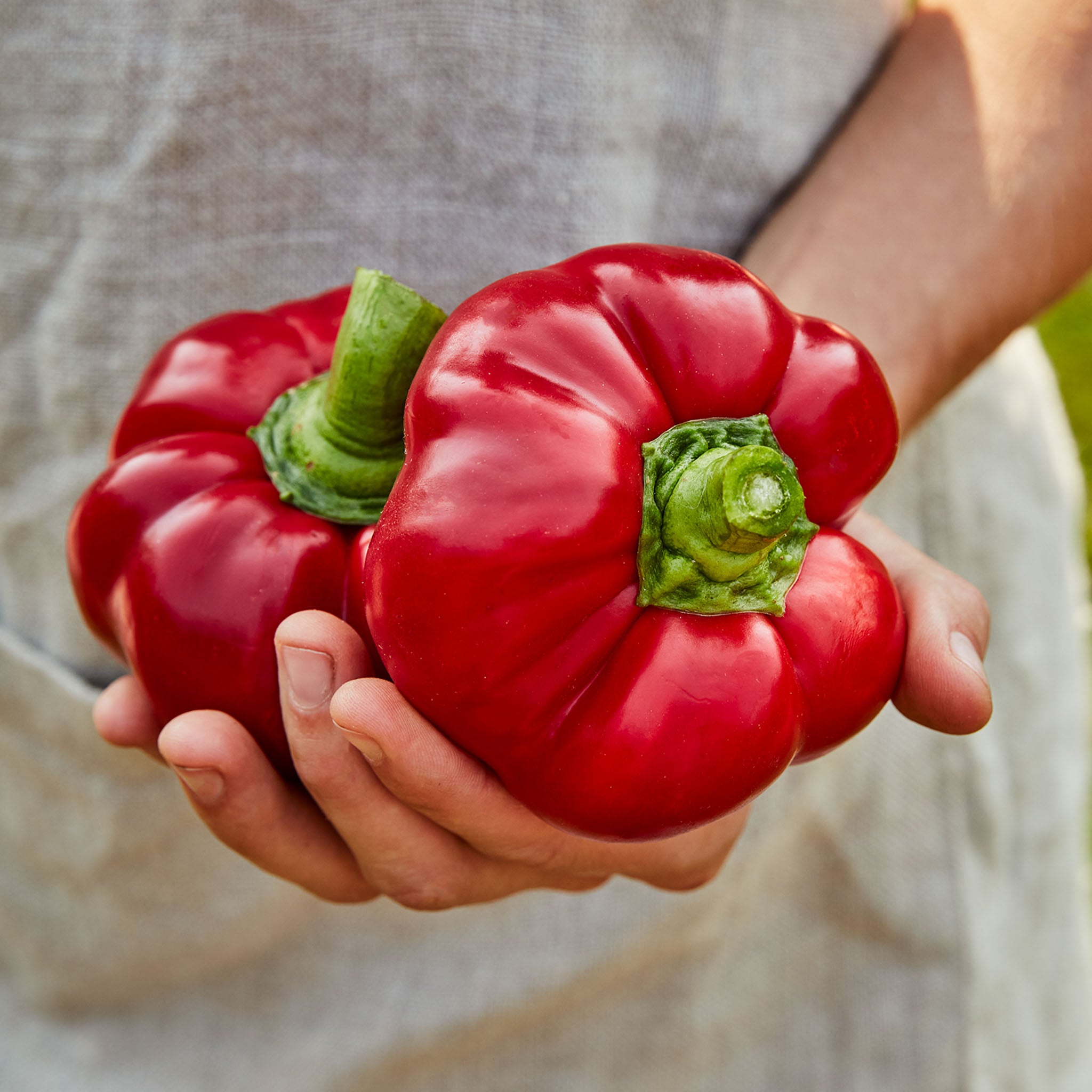 Sweet Stuff Sweet Pepper