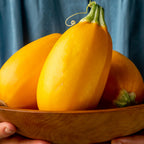 Golden Egg Summer Squash