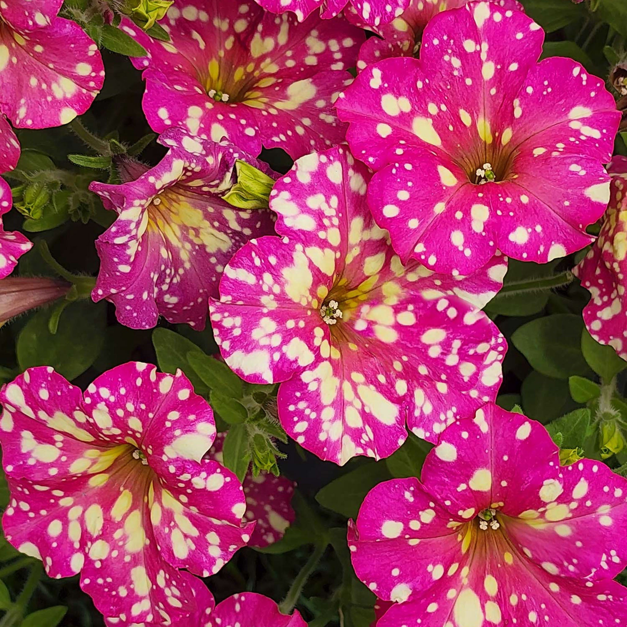 Splash Dance Calypso Cherry Petunia
