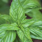 Muddled Mocktail Windowsill Herb Kit
