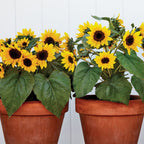 Sunray Yellow Sunflower