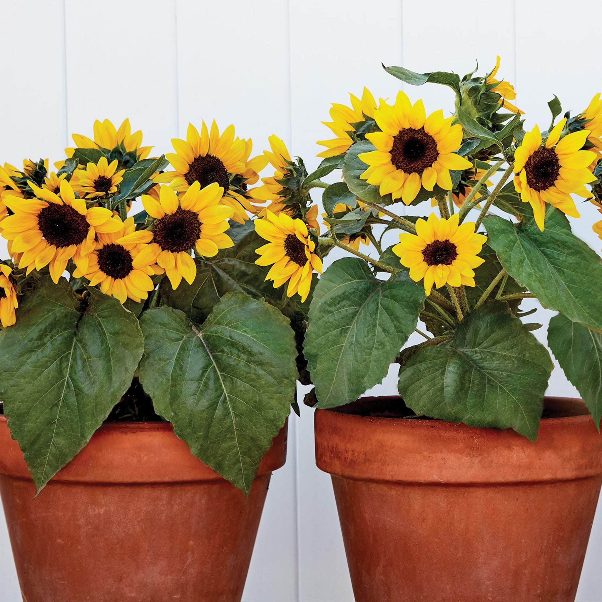 Sunray Yellow Sunflower