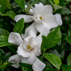 Pillow Talk Gardenia
