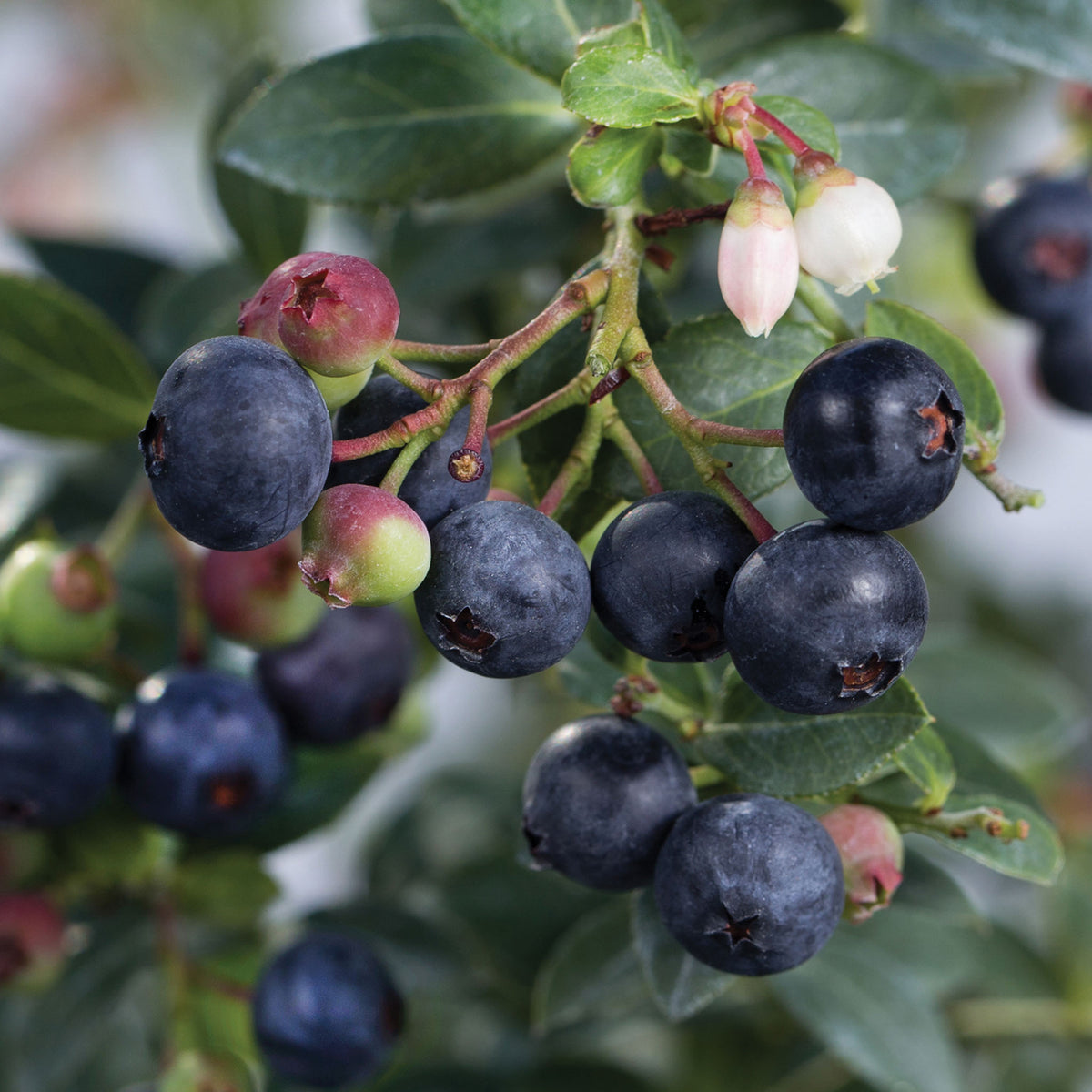 Blueberry Buckle Blueberry