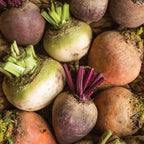 Three Color Blend Beet