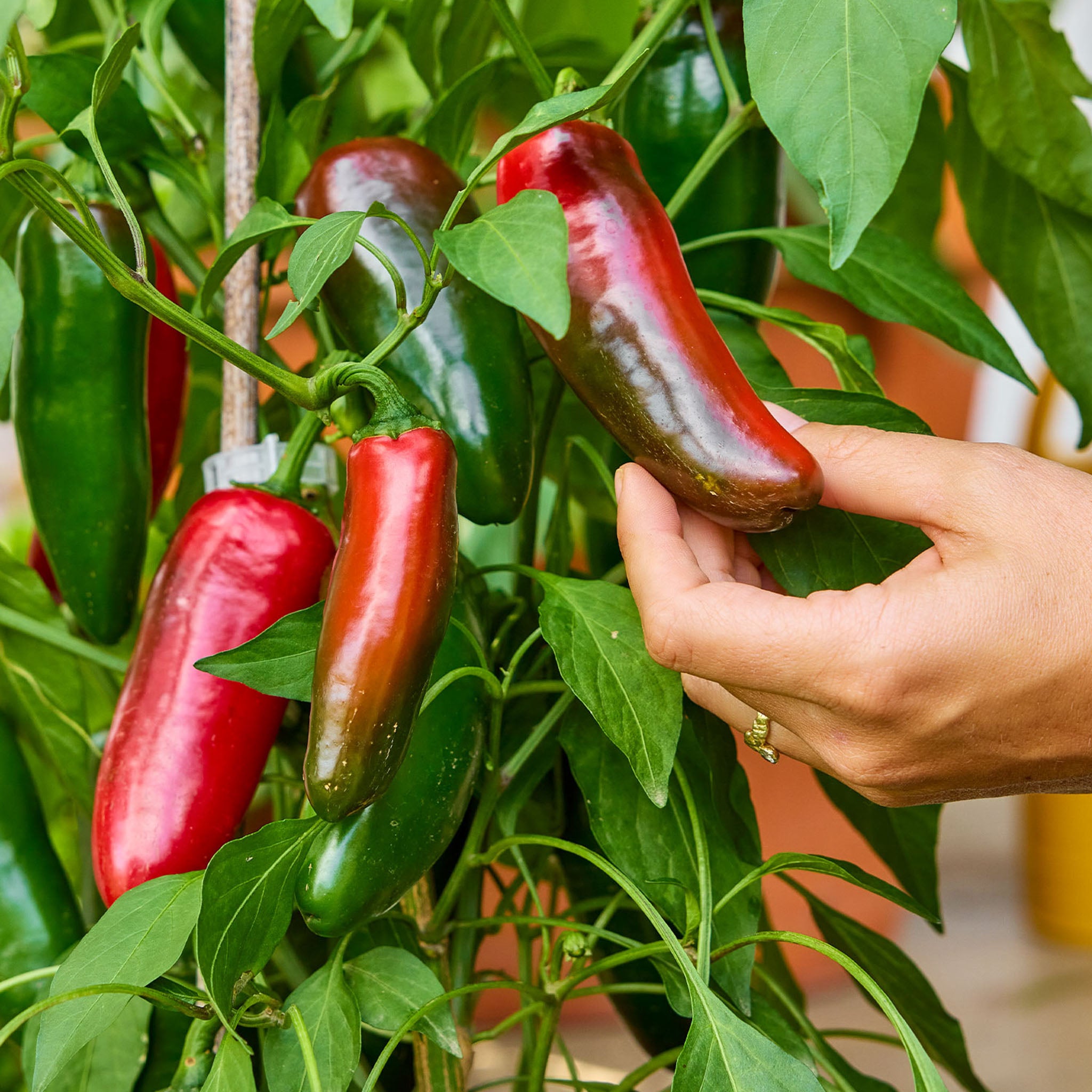 Spice 'n Dice Hot Pepper
