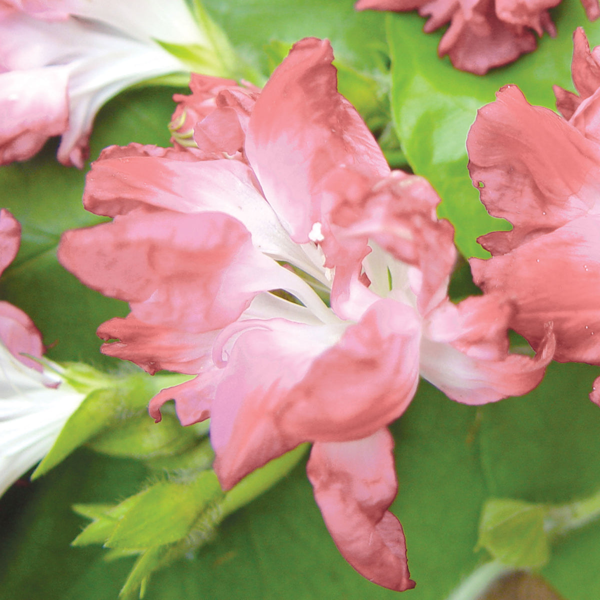 Cotton Candy Morning Glory