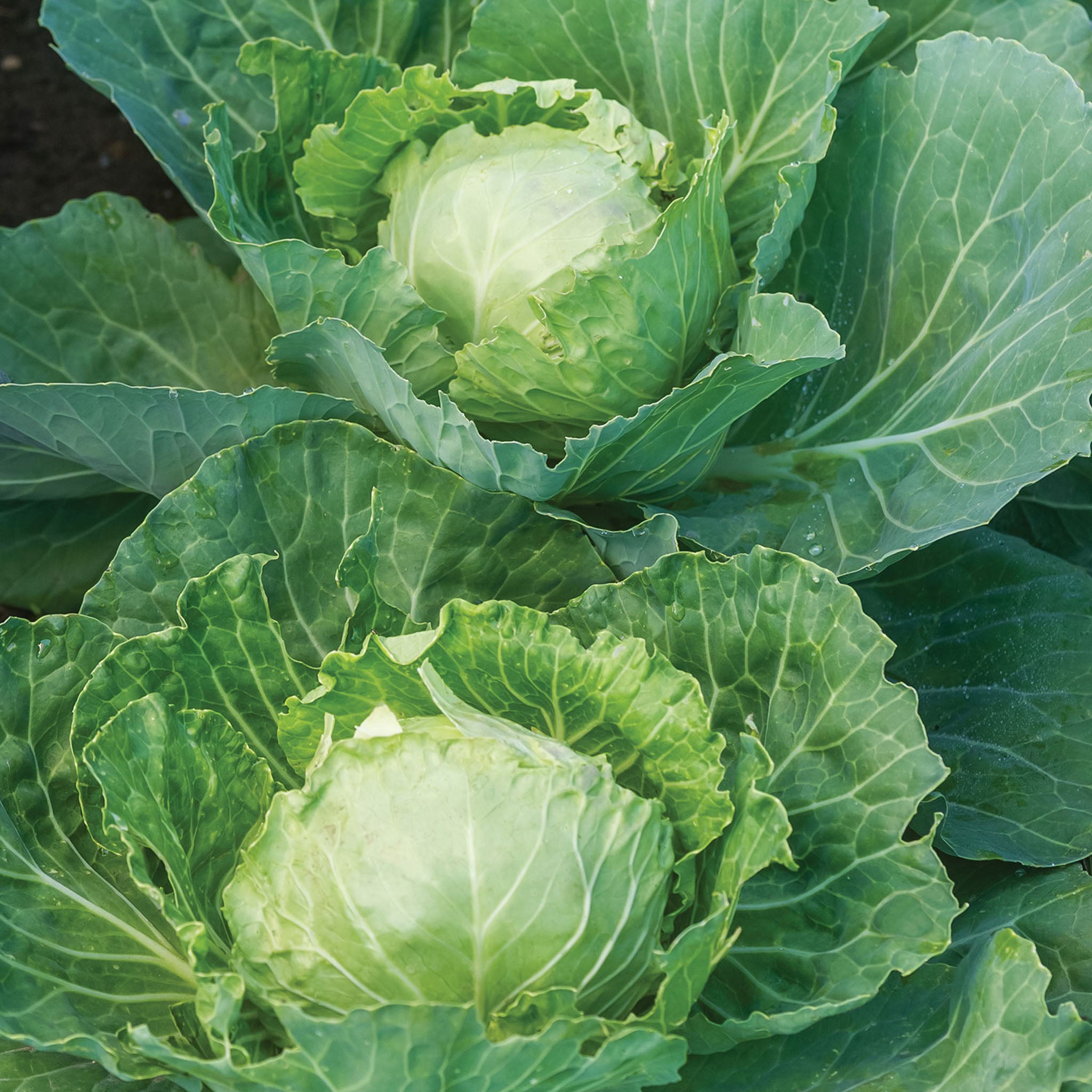 Earliana Cabbage