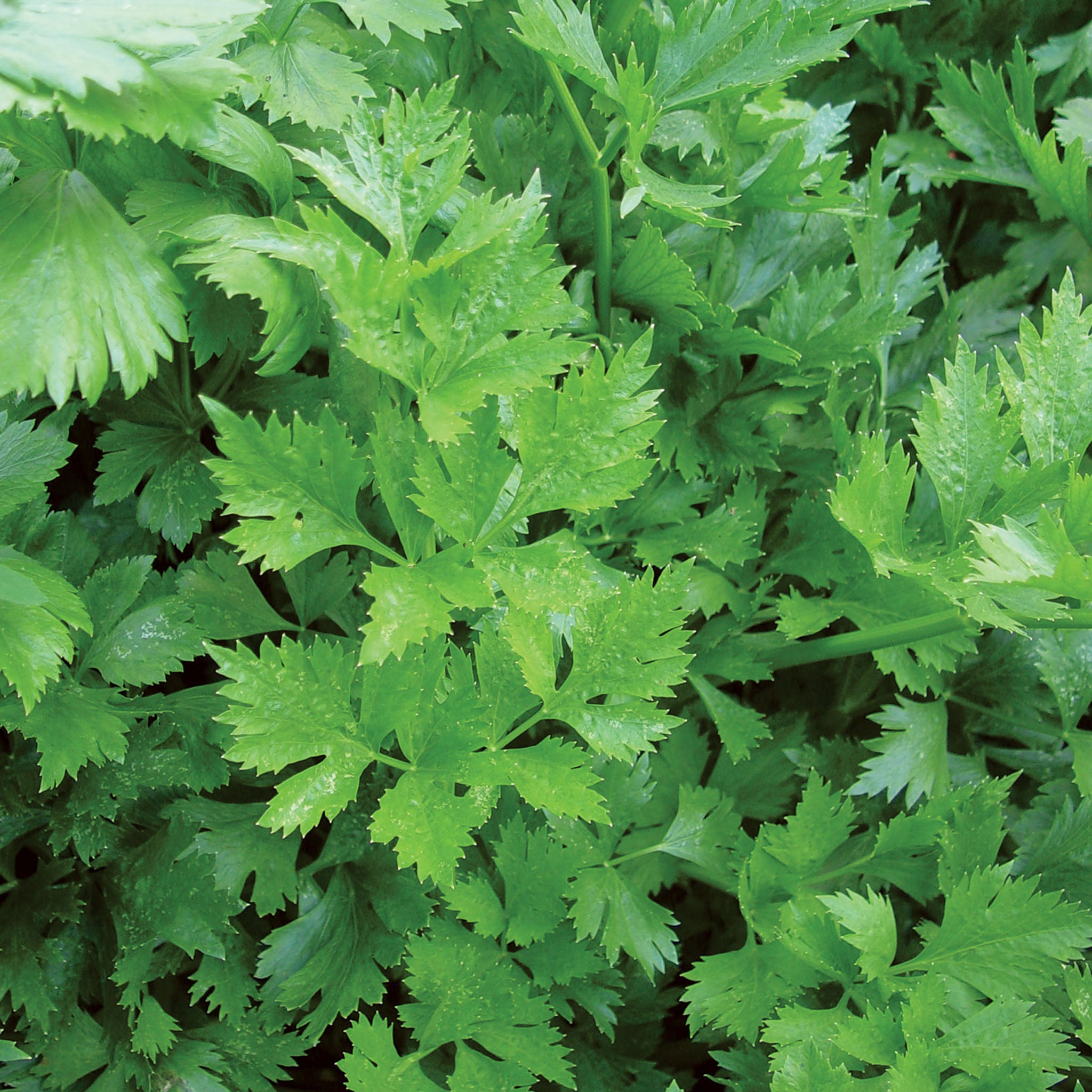 Gigante DItalia Organic Parsley