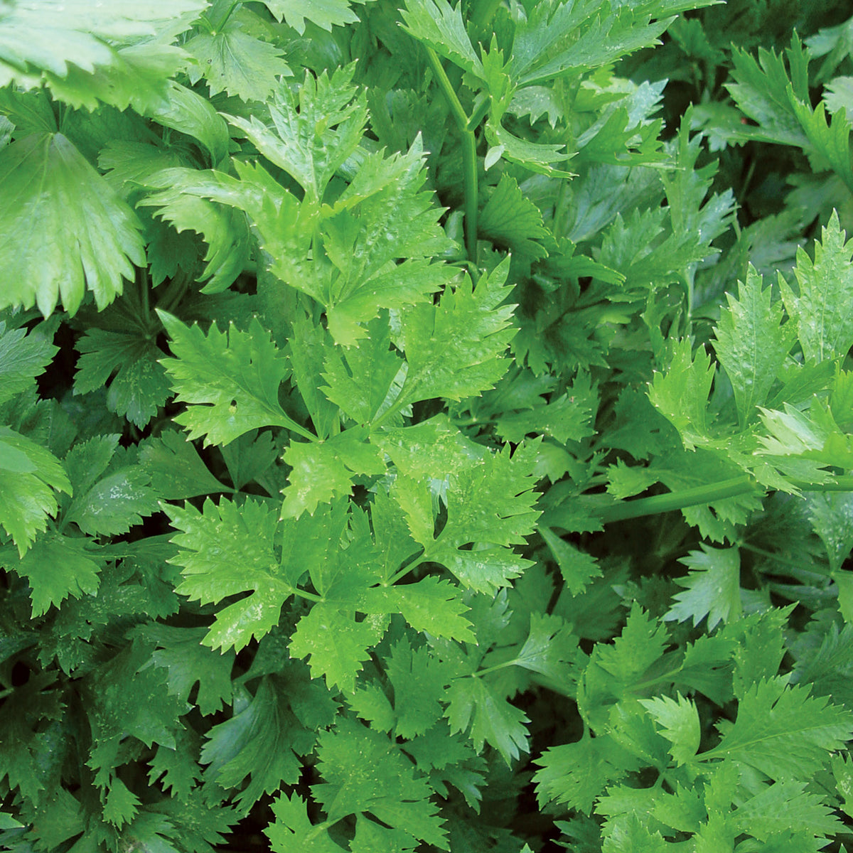 Gigante DItalia Organic Parsley