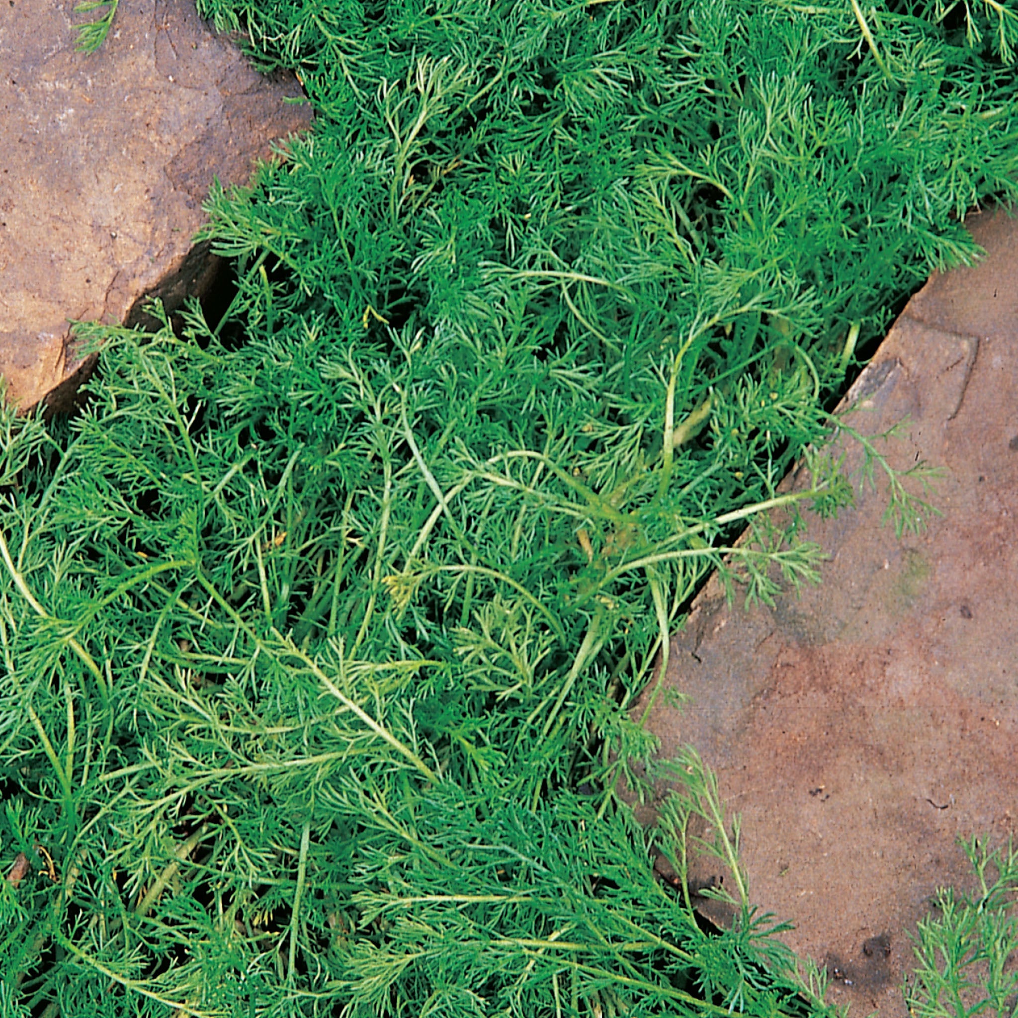 Roman Chamomile