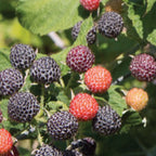 Niwot Raspberry