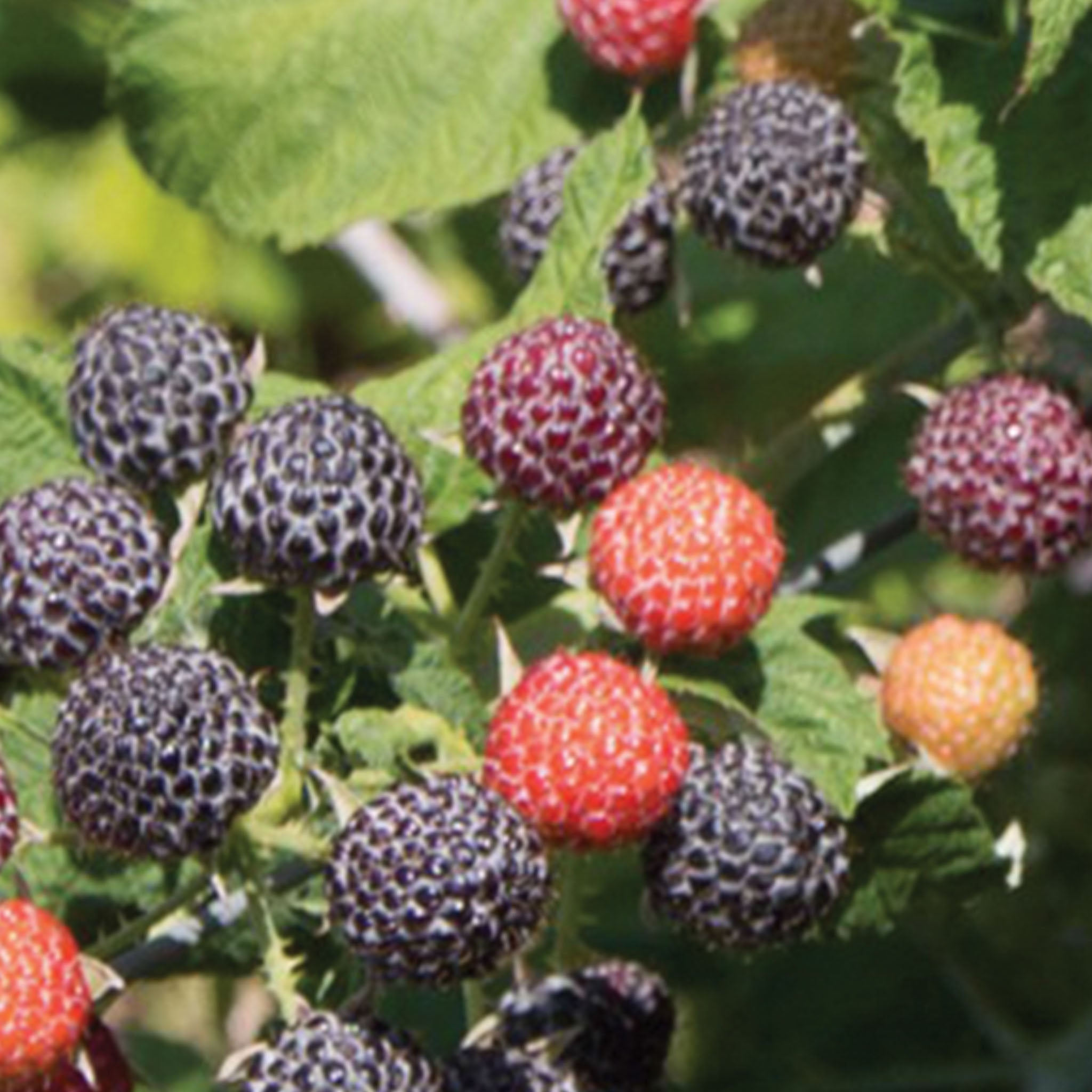 Niwot Raspberry