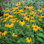 Pot of Gold Rudbeckia Bare Roots