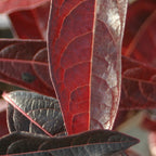 Brandywine Viburnum