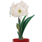 Picotee Amaryllis Bulb