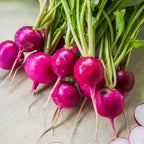Royal Purple Radish