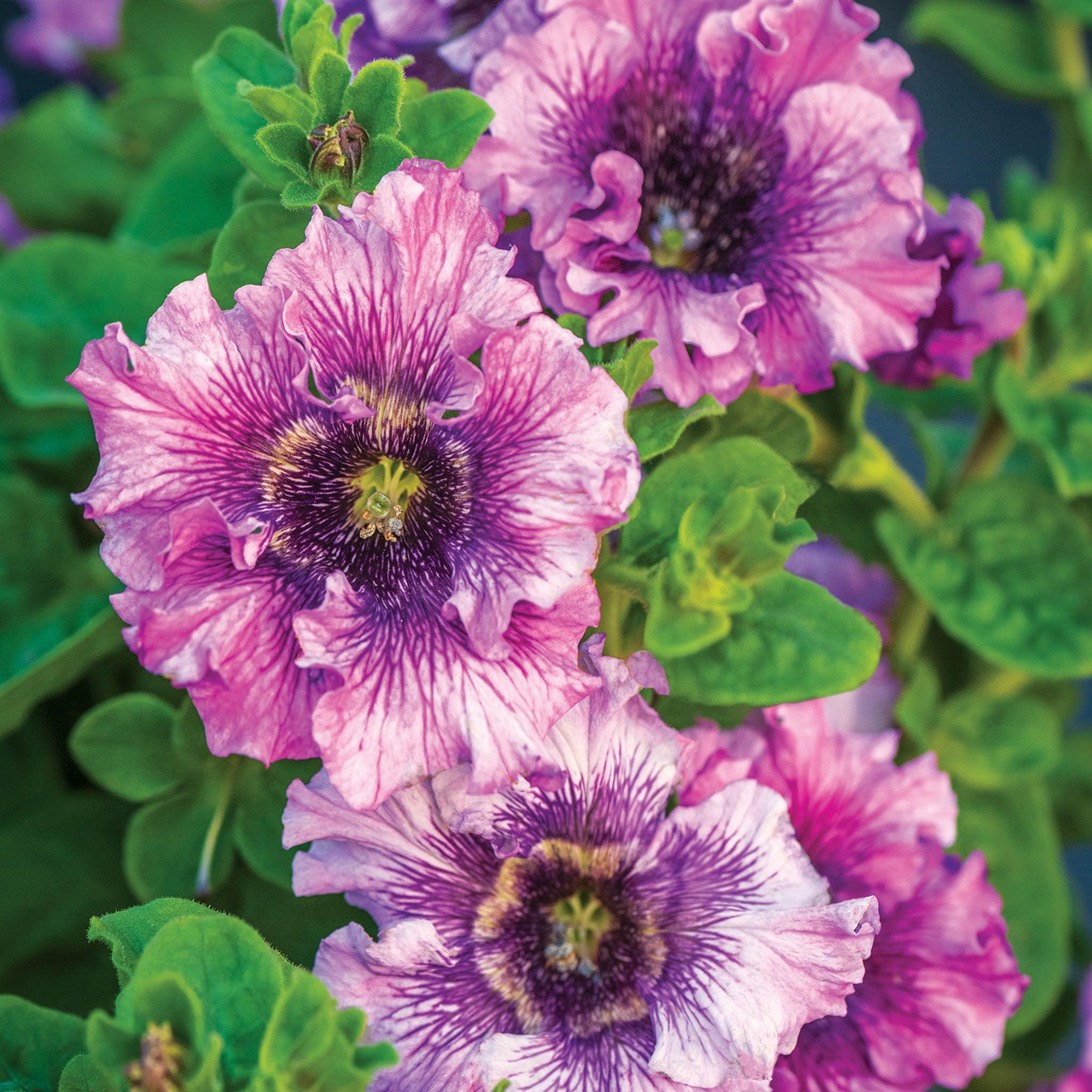 Spellbound Pink Petunia