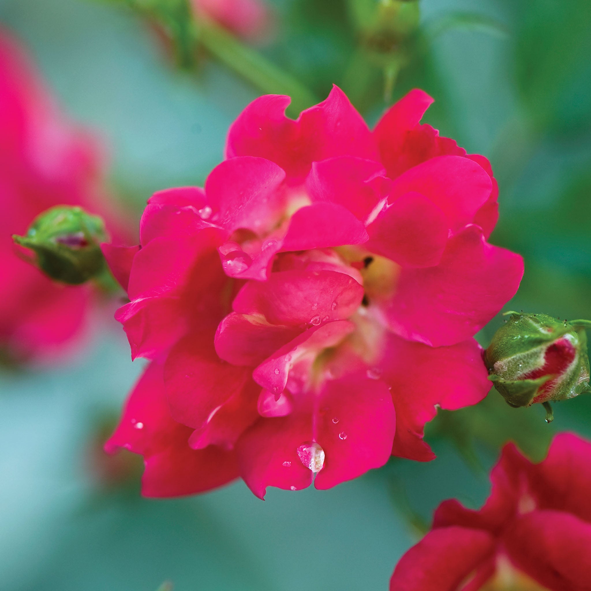 Red Drift Rose Bare Root
