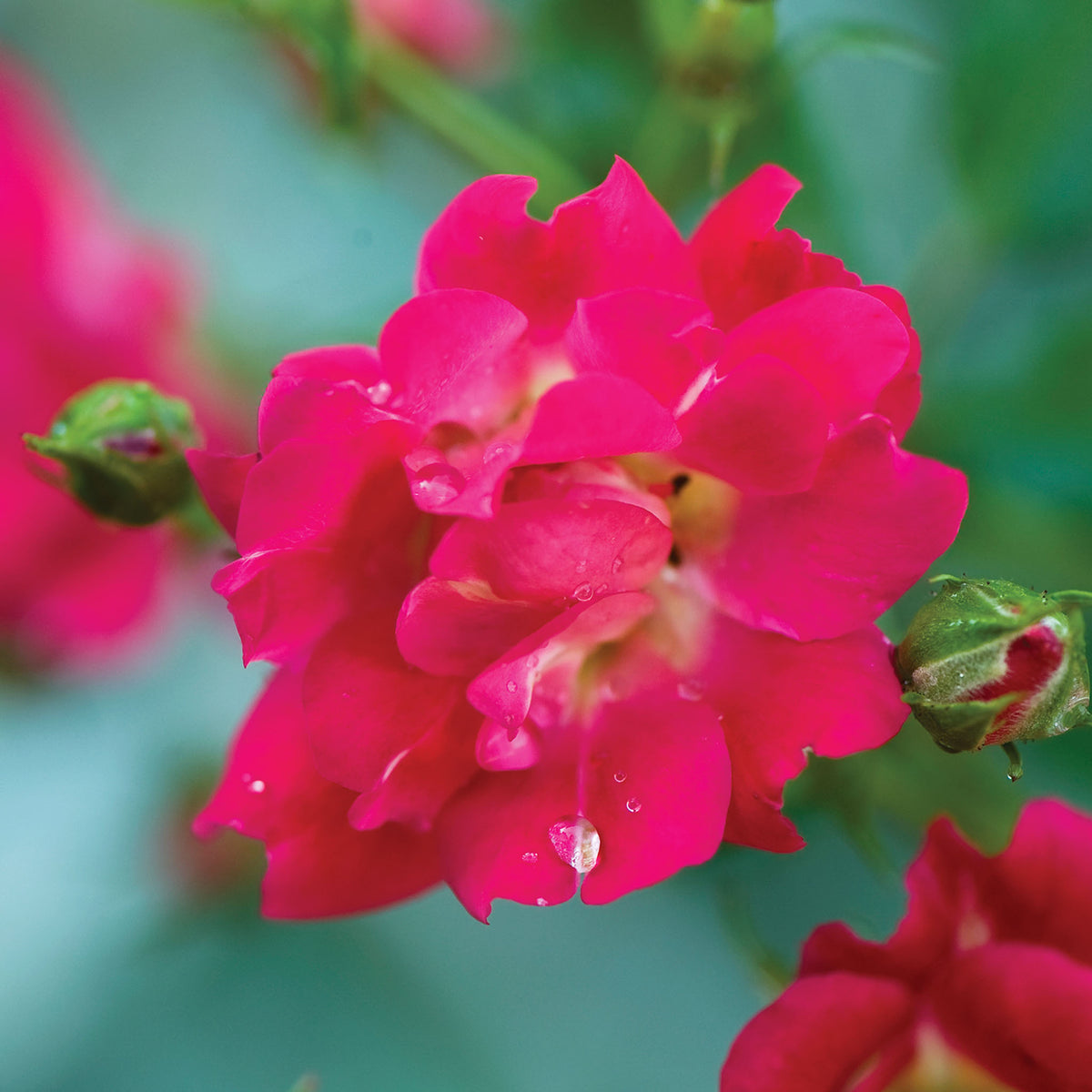 Red Drift Rose Bare Root