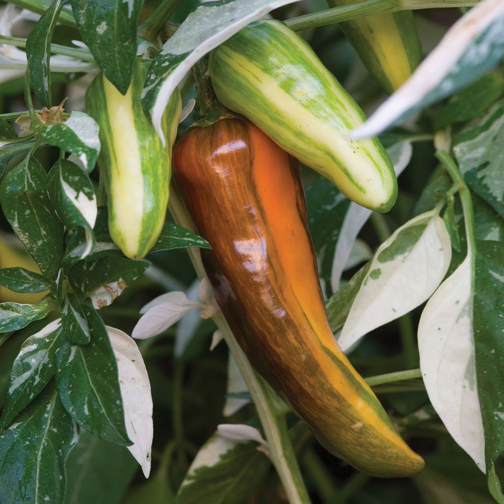 Fish Hot Pepper