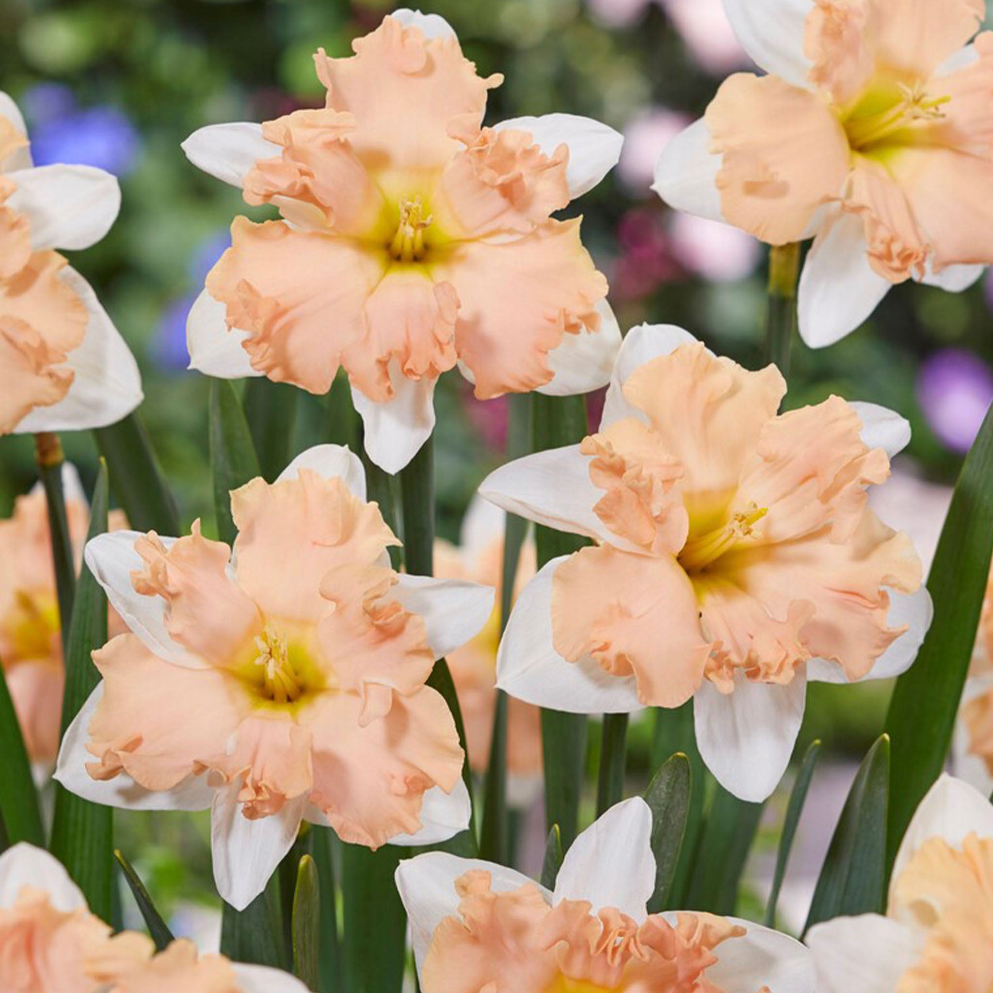 Waltz Daffodil Bulbs