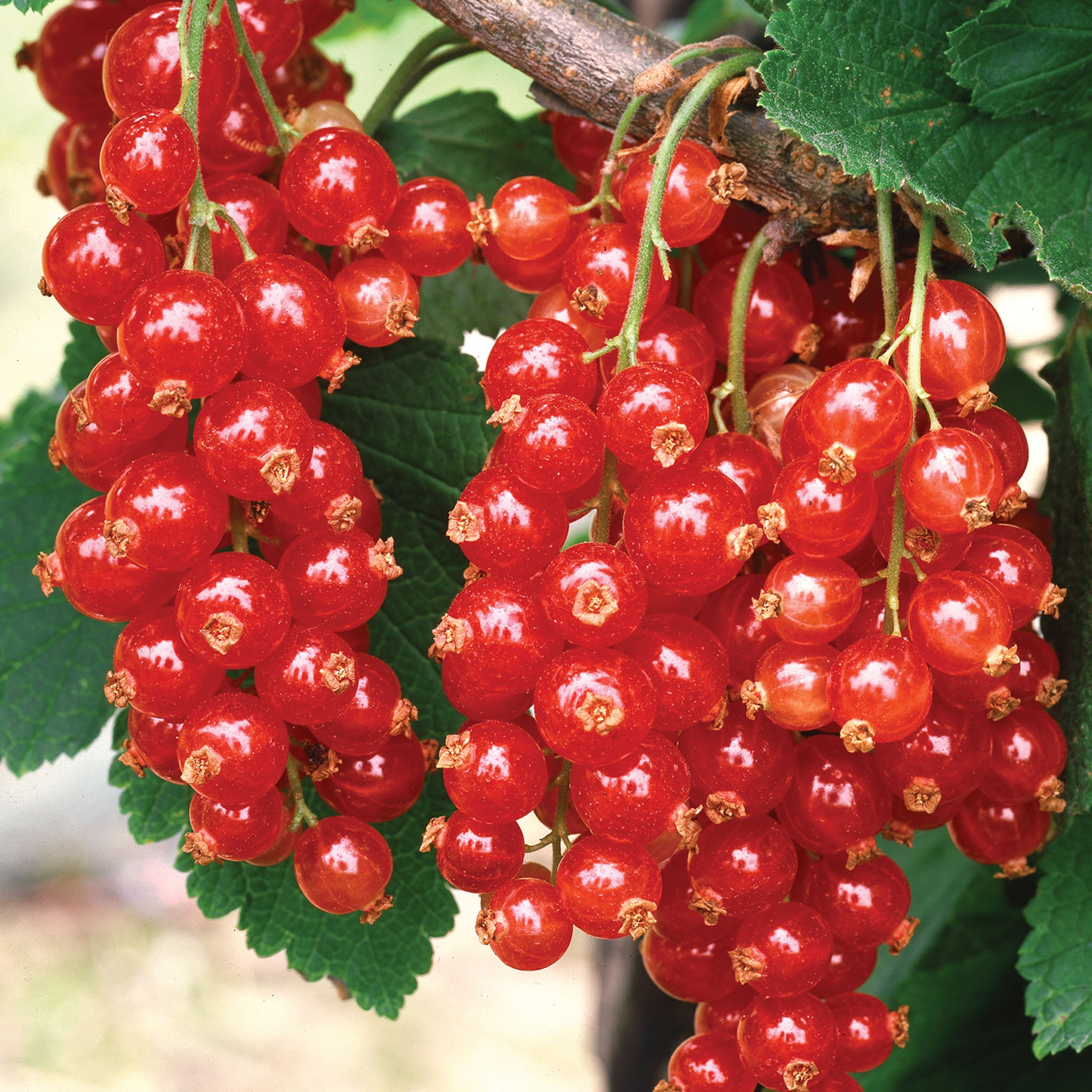 Red Lake Currant