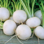 Silky Sweet Turnip