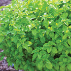 Orange Mint