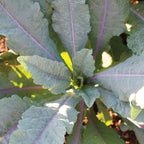 Dazzling Blue Kale