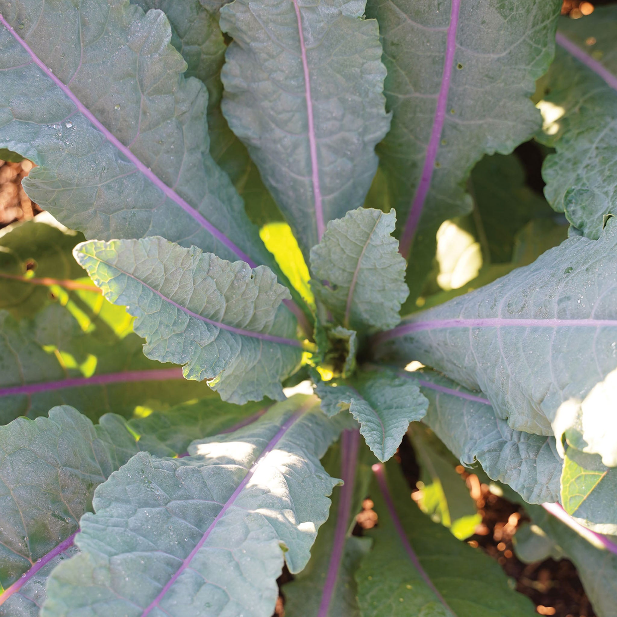Dazzling Blue Kale