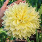 Kelvin Floodlight Dahlia Tubers