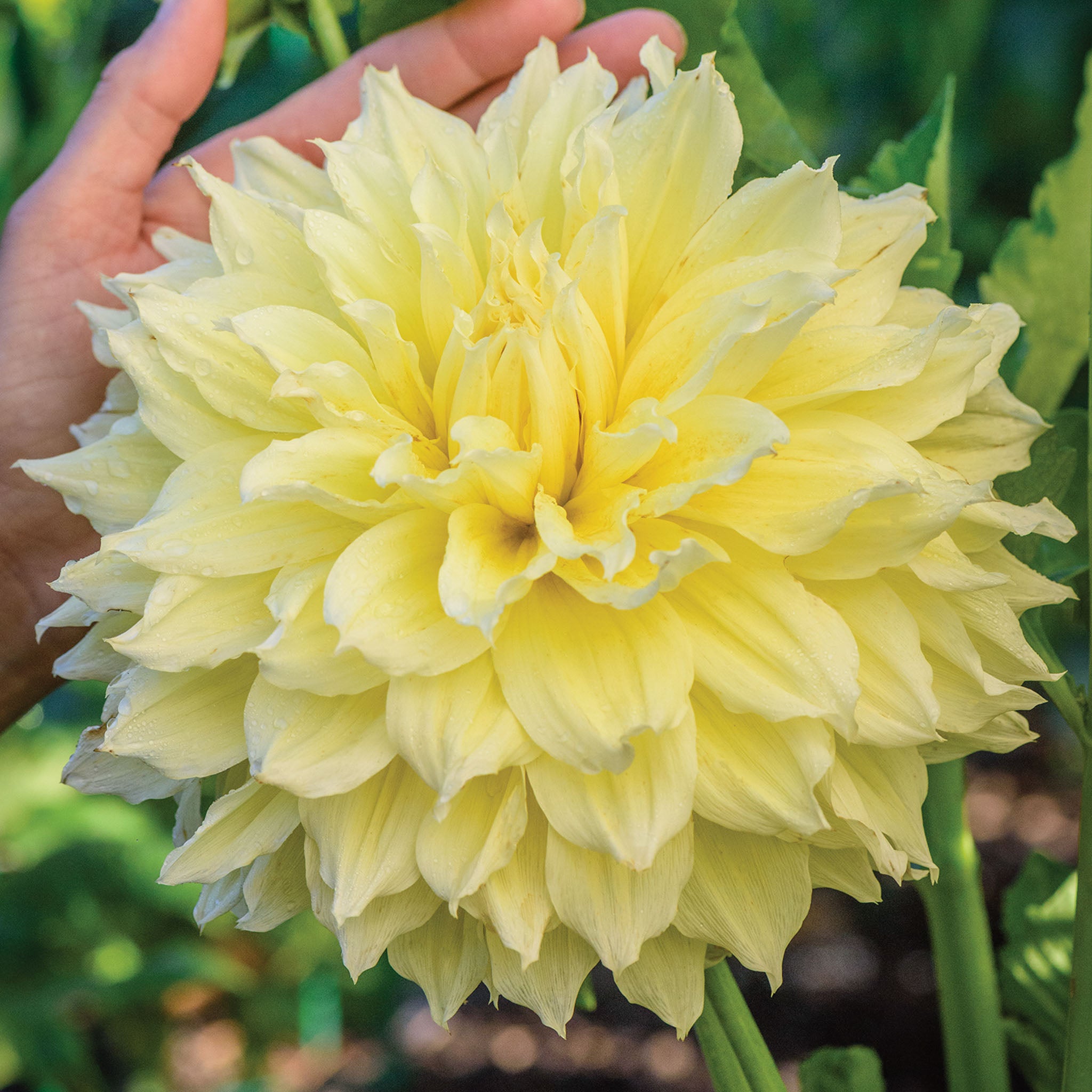Kelvin Floodlight Dahlia Tubers