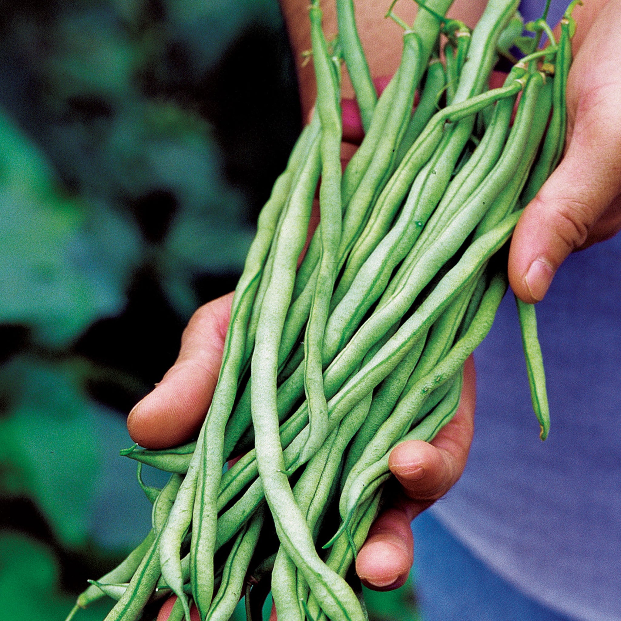Fortex Pole Bean