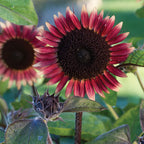 Ms. Mars Sunflower