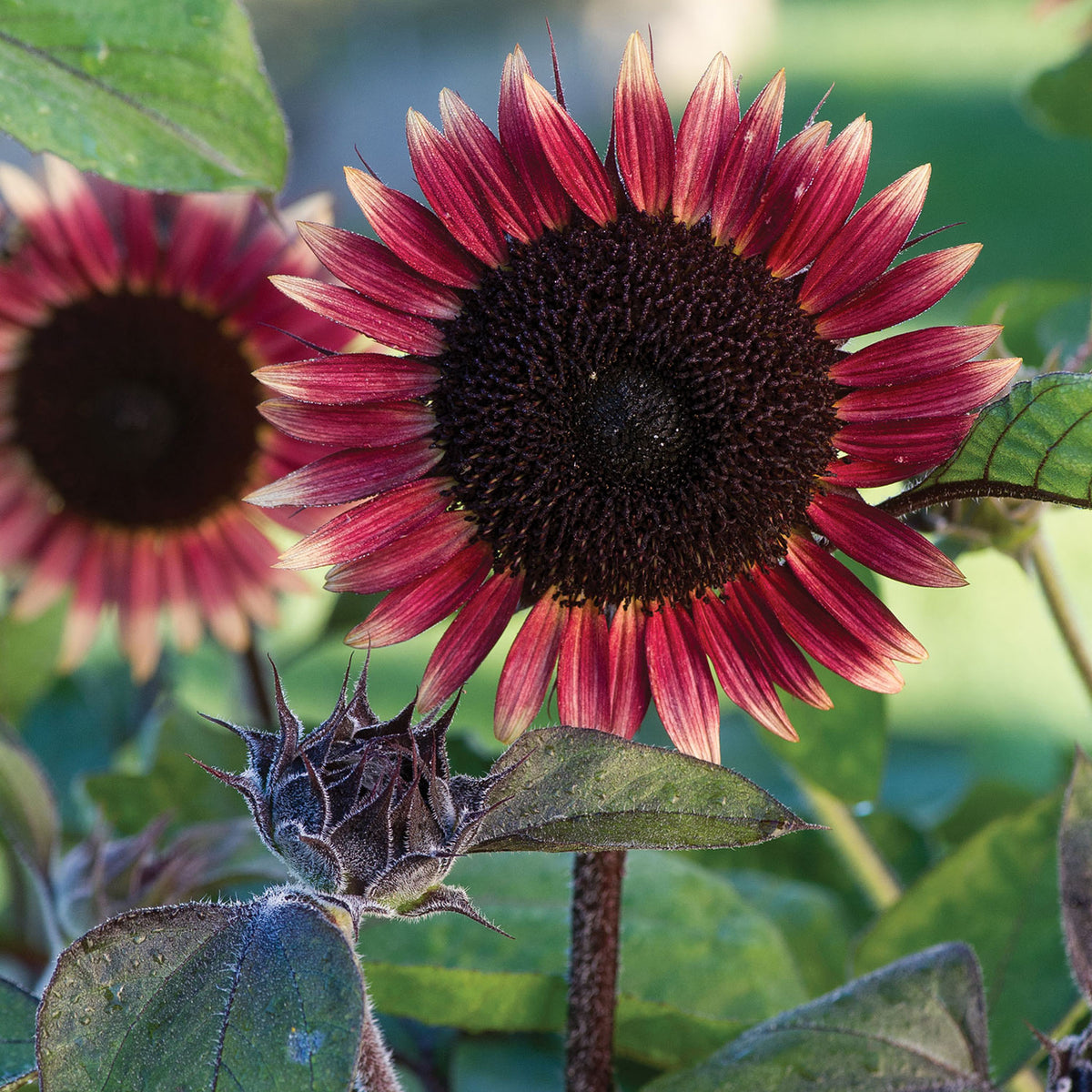 Ms. Mars Sunflower
