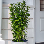 Everleaf Thai Towers Basil