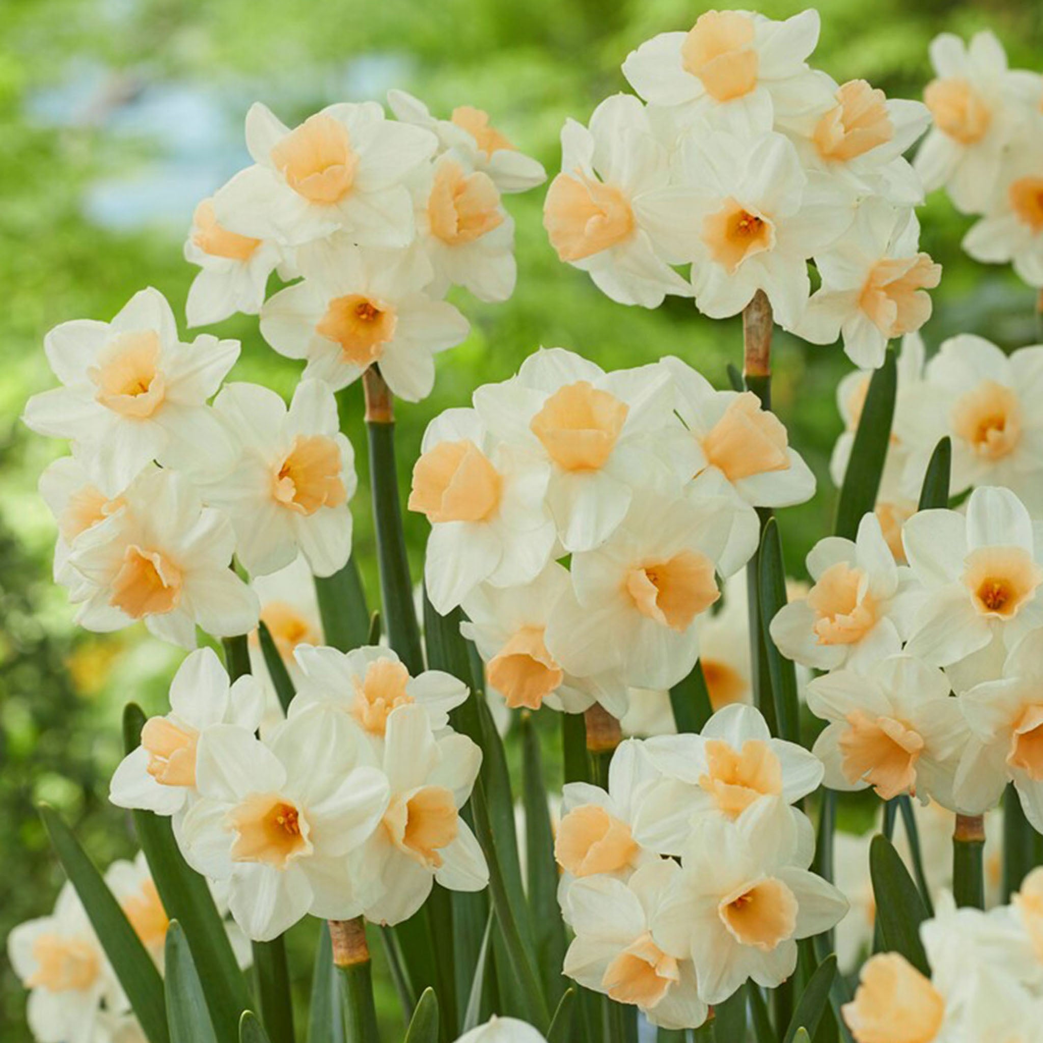 Kapiti Peach Daffodil Bulbs