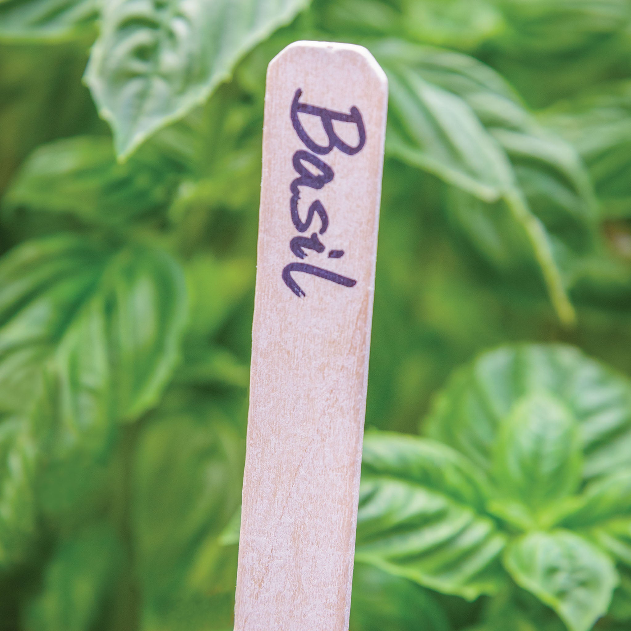 Plant and Row Tags