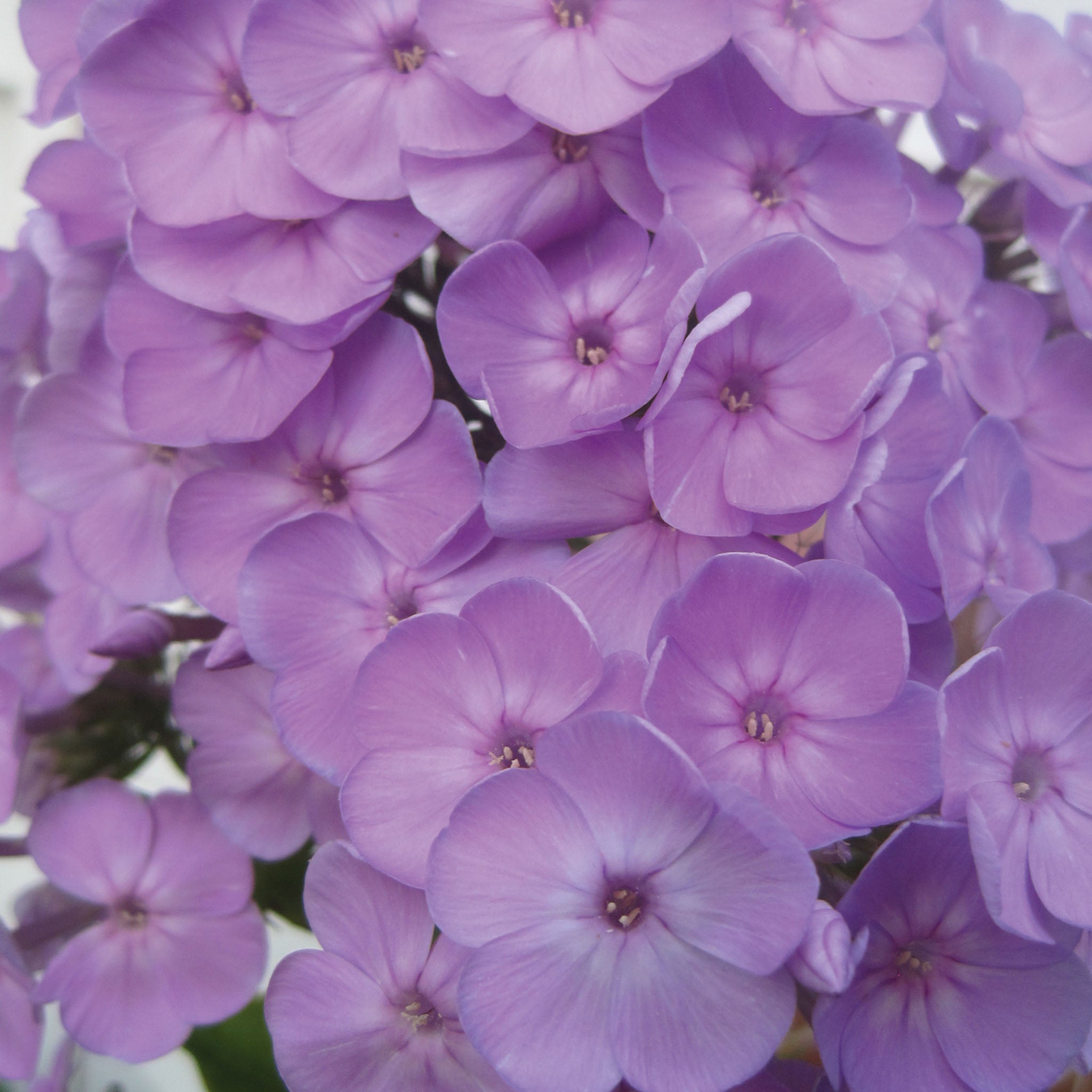 Davids Lavender Phlox
