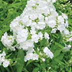 David Phlox