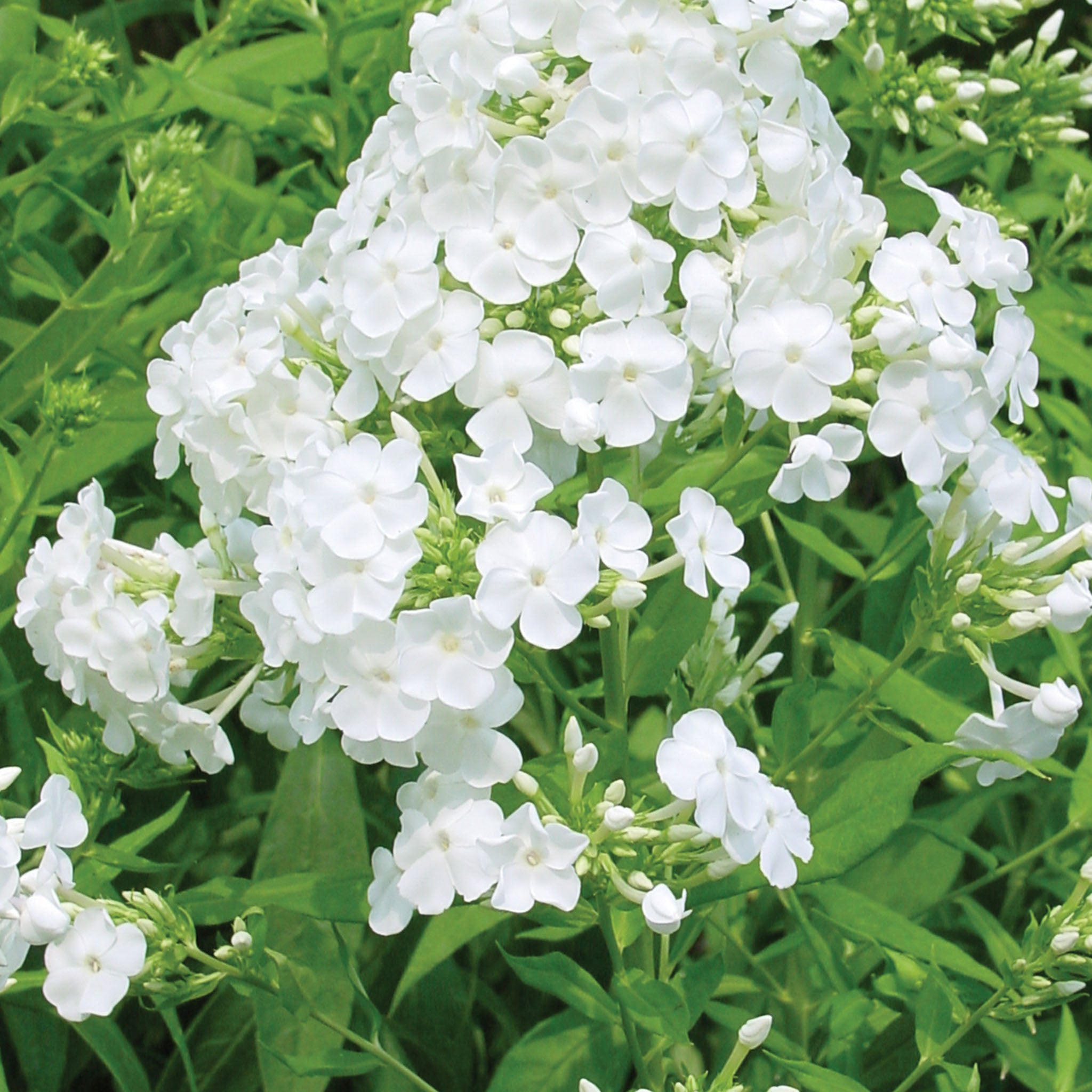 David Phlox