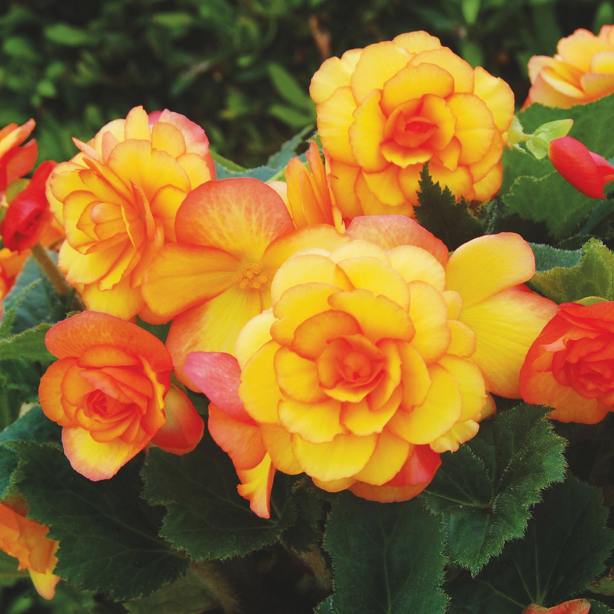 On Top Sunglow Begonia Bulbs