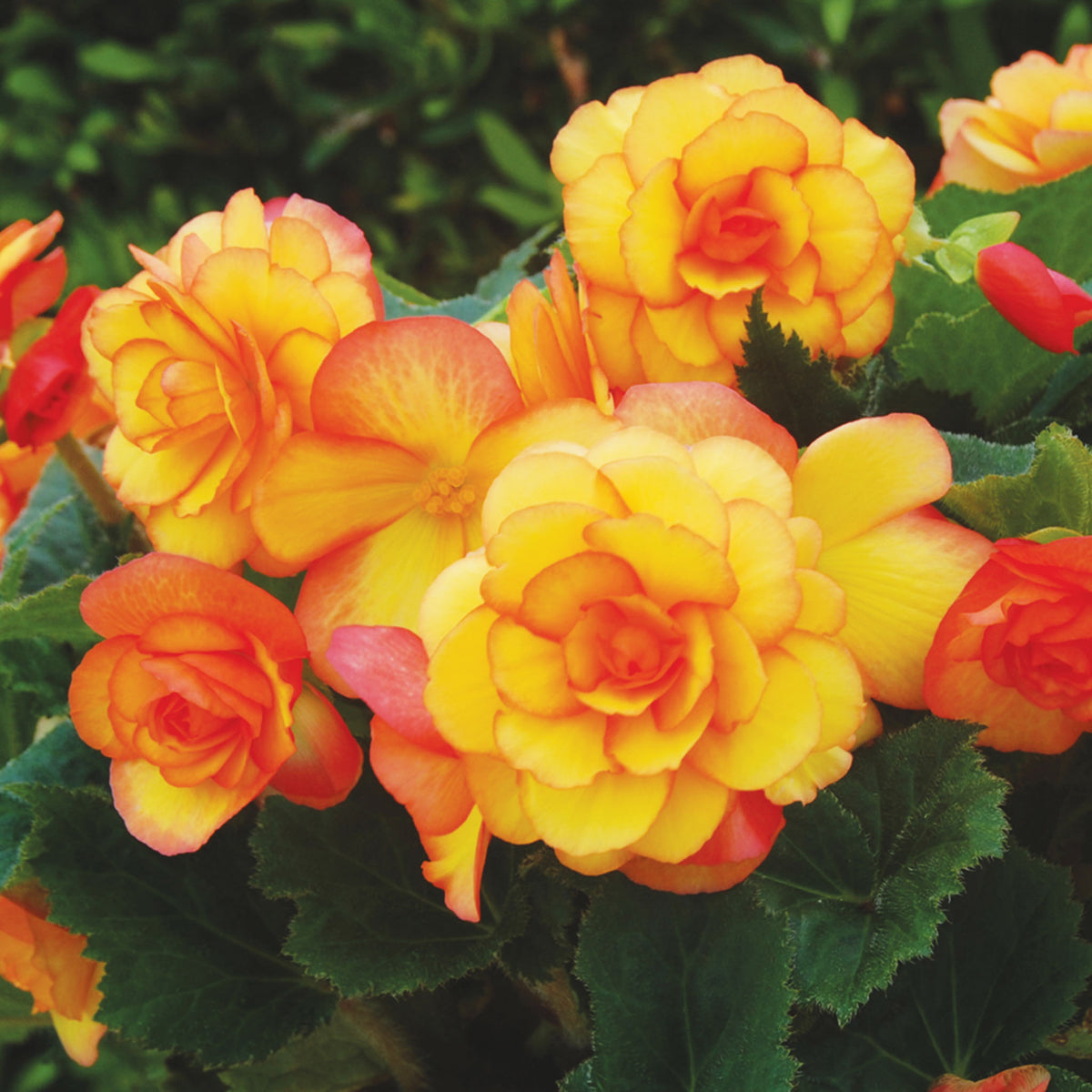 On Top Sunglow Begonia Bulbs