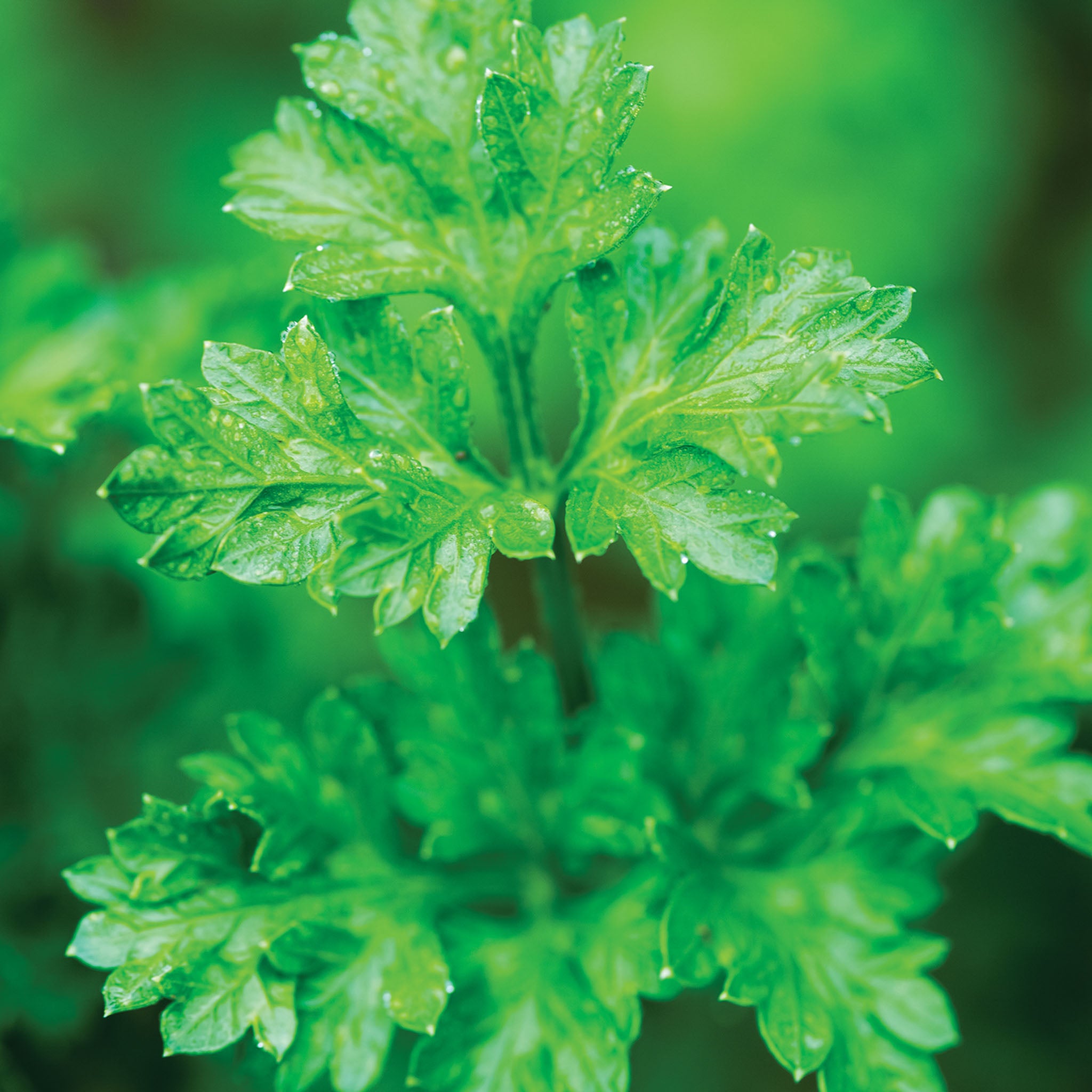 Italian Essence Parsley