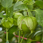 Gigante Verde Tomatillo