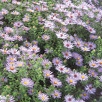 Raydon's Favorite Aster