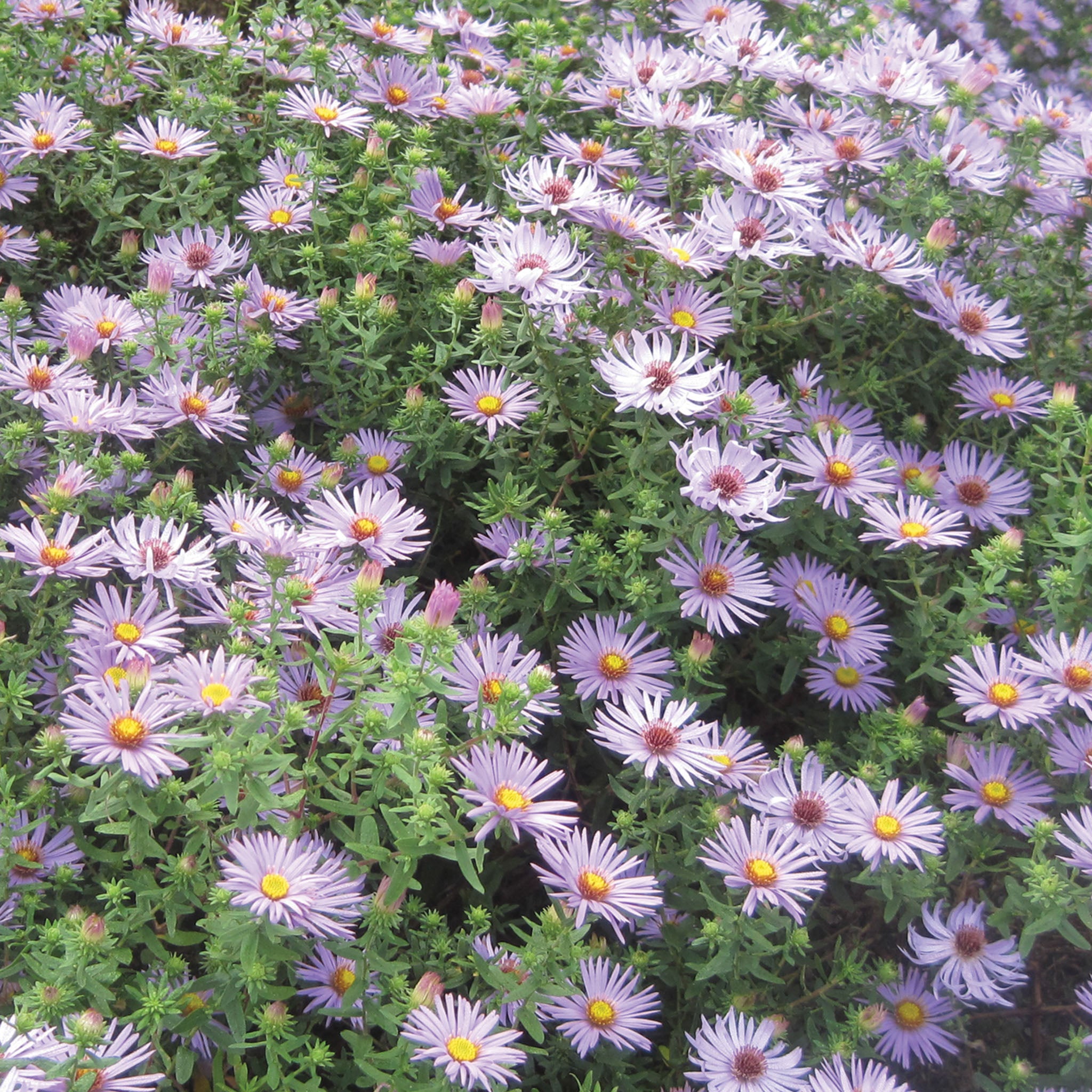 Raydon's Favorite Aster
