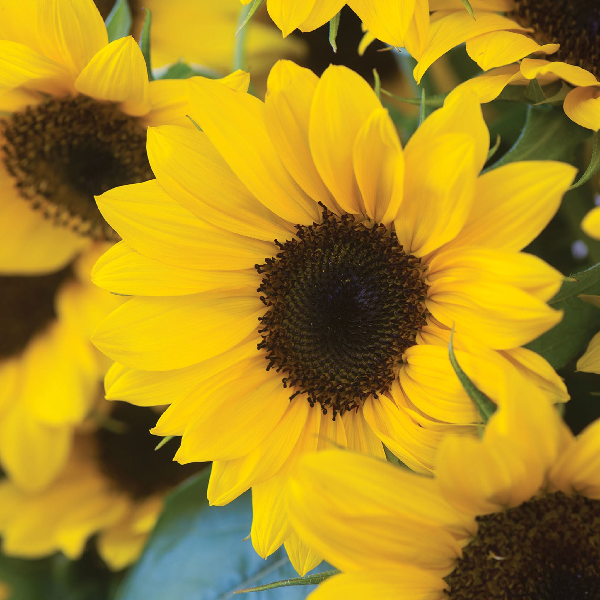 Sunny Bunch Sunflower