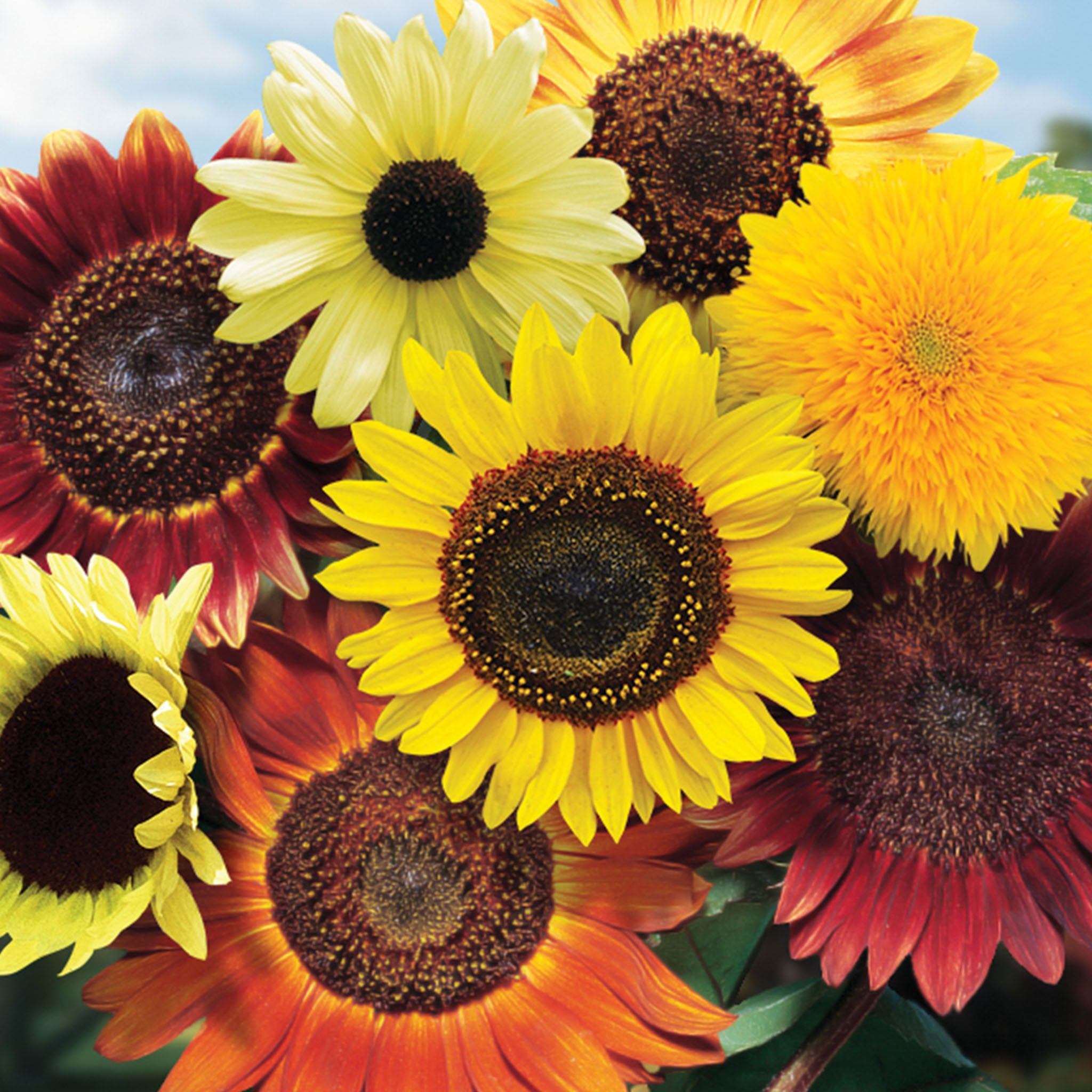 Fun N Sun Blend Sunflower